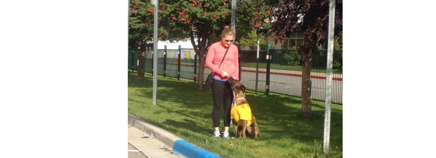 alaska dog sports alaska dog sports